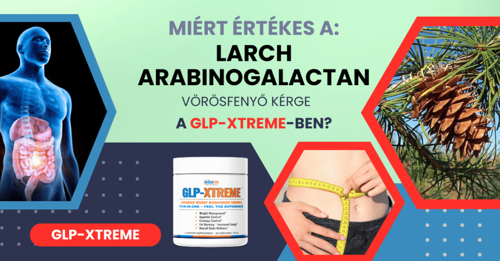 Hogyan támogatja az immunrendszert és a bélflórát a Larch Arabinogalactan a GLP-XTREME-ben?